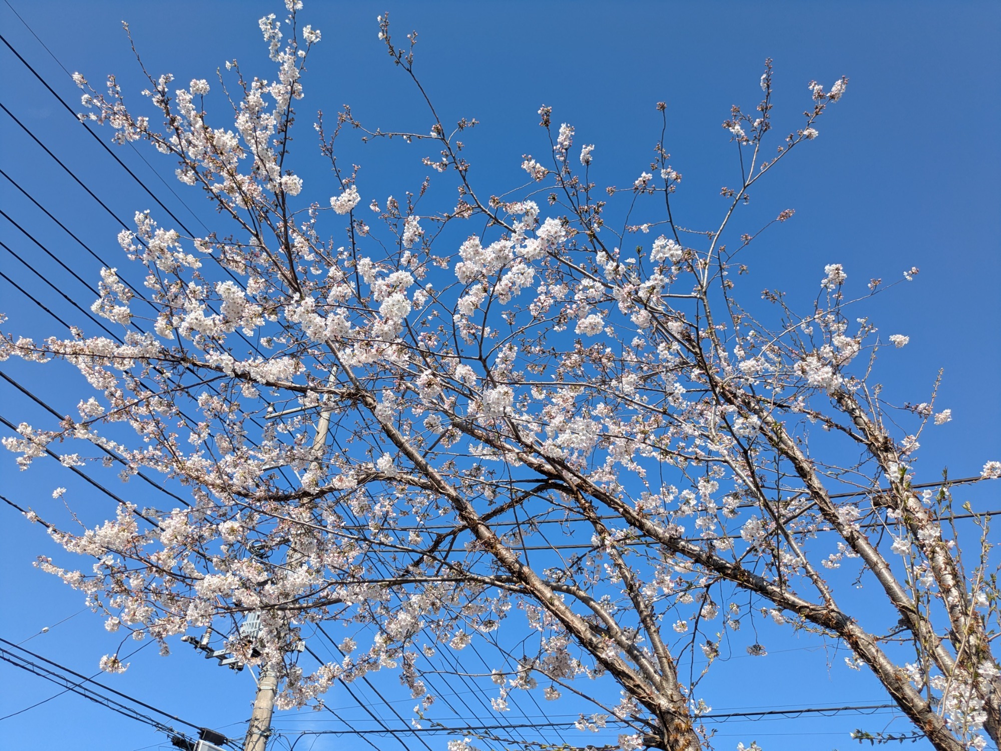 健康フェスタ